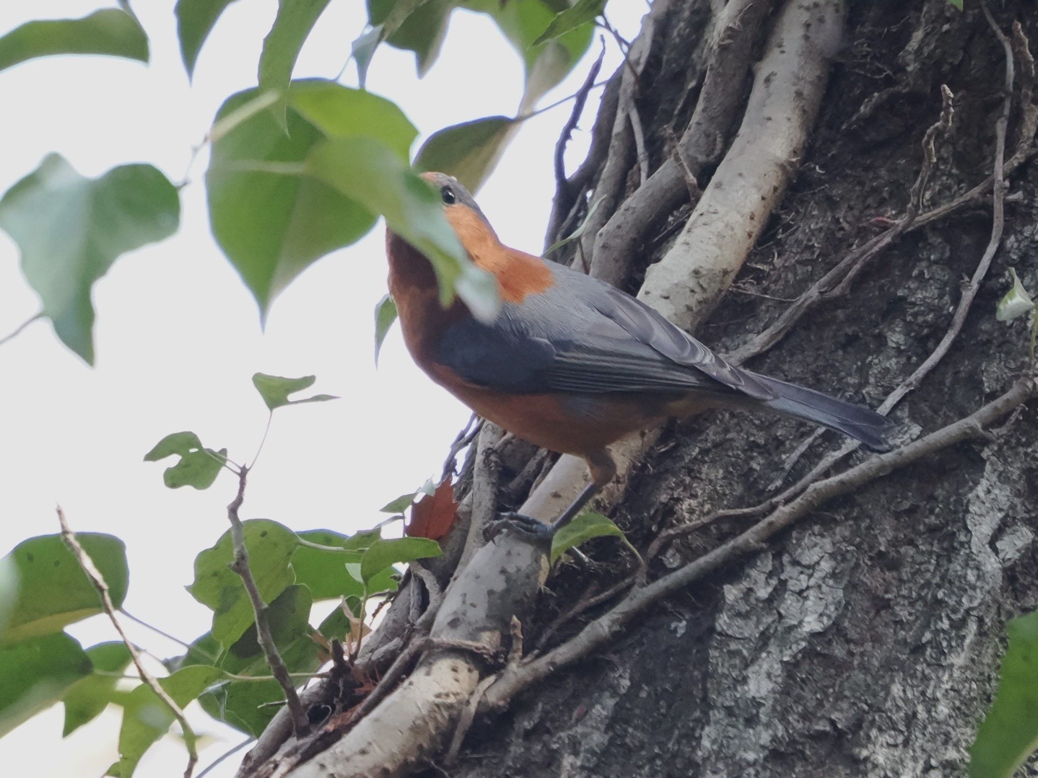 Photo of Varied Tit at Mizumoto Park by ぽぽぽ