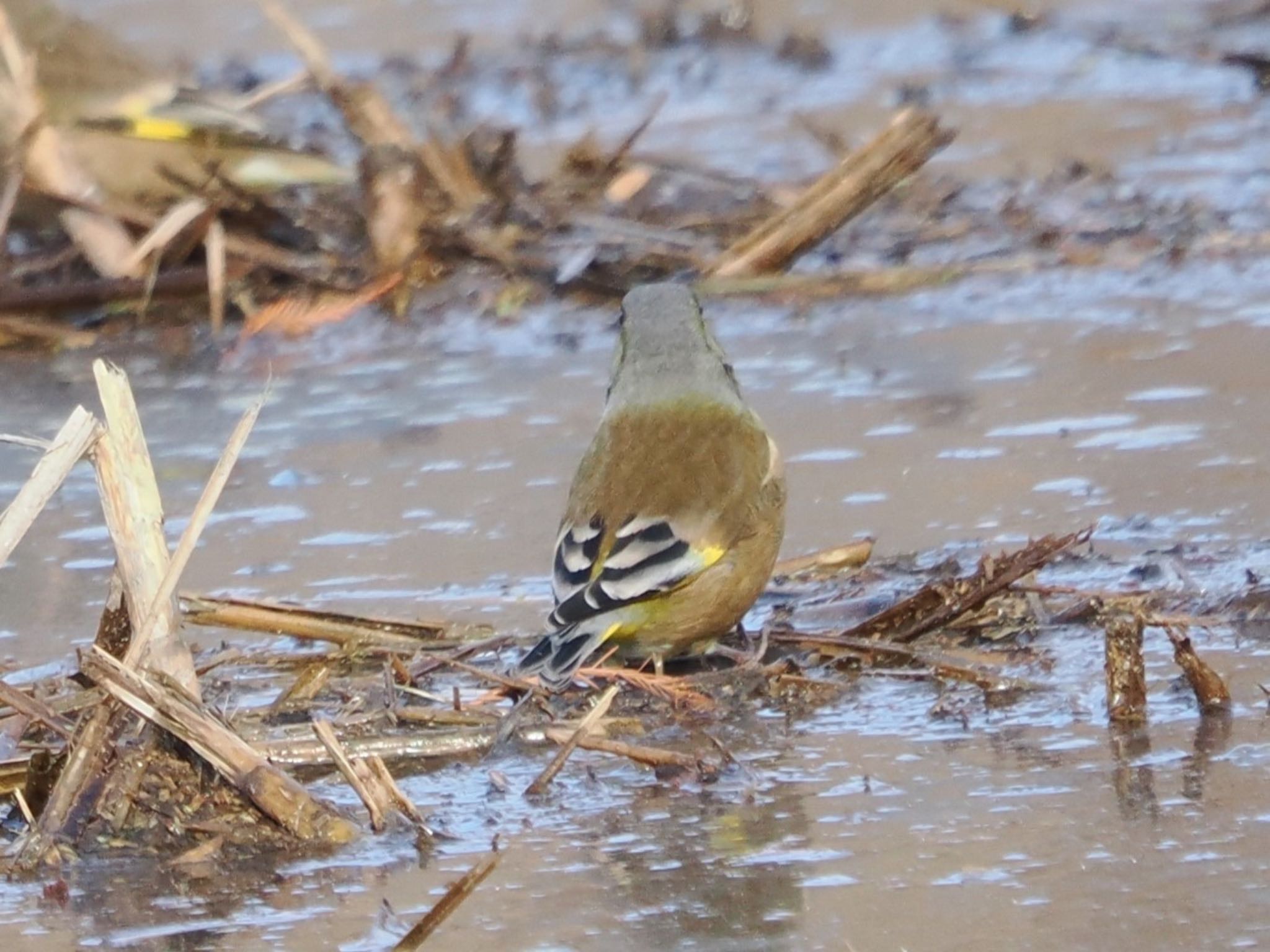 Photo of Oriental Greenfinch(kawarahiba) at Mizumoto Park by ぽぽぽ