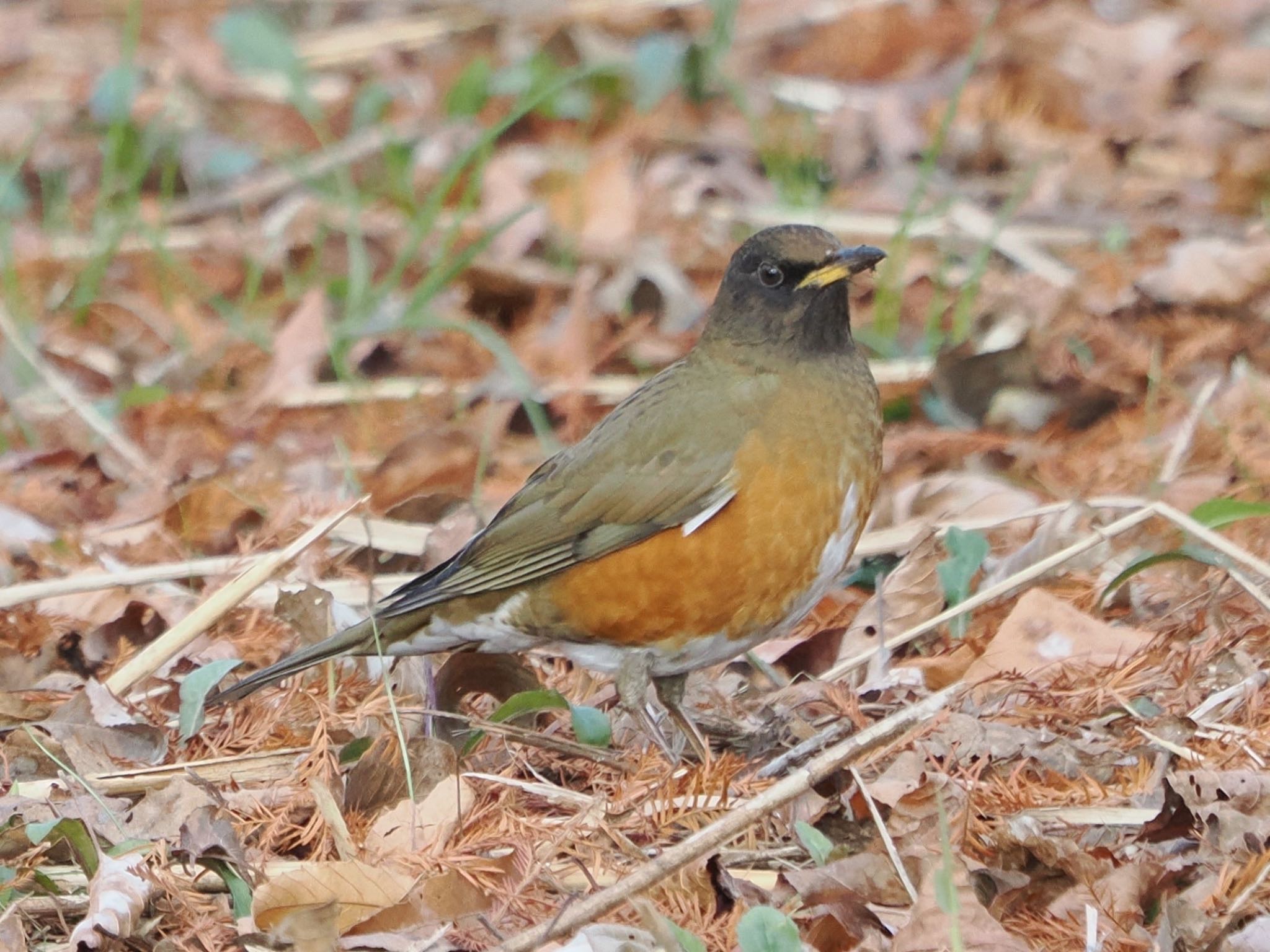 Photo of Brown-headed Thrush at Mizumoto Park by ぽぽぽ