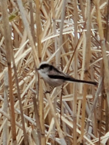 Wed, 1/3/2024 Birding report at Teganuma