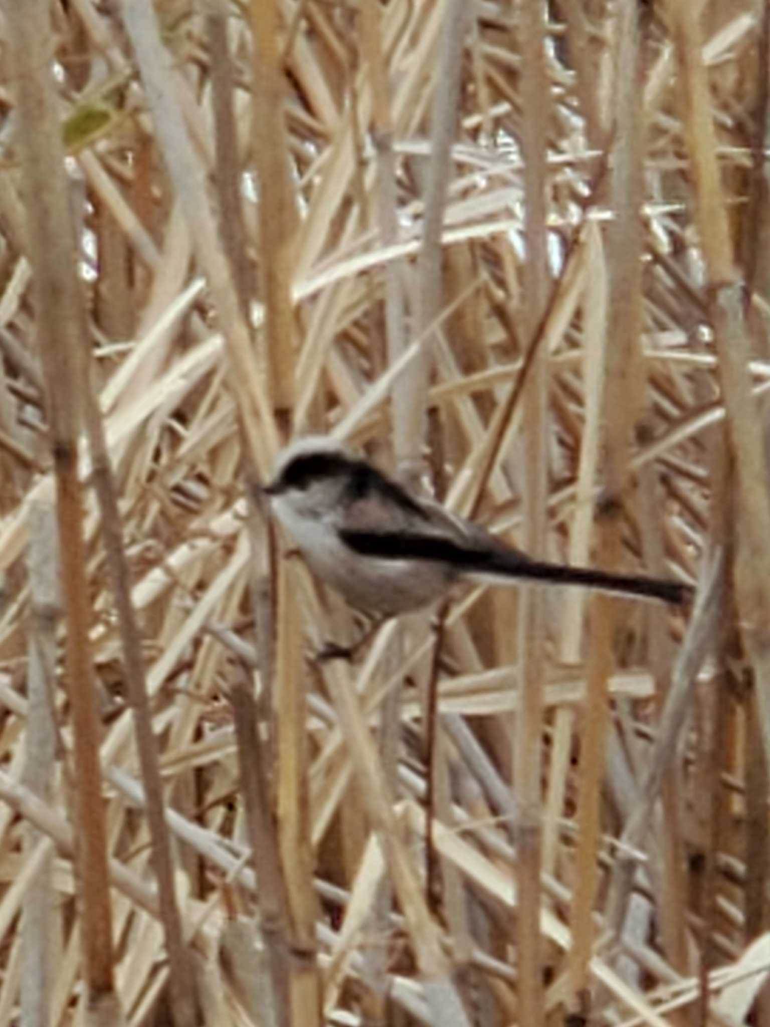 Long-tailed Tit