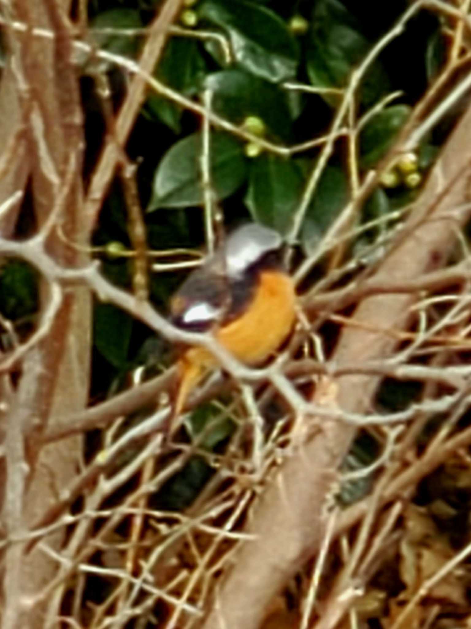 Daurian Redstart