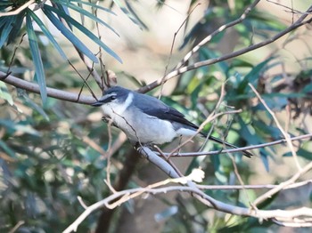 リュウキュウサンショウクイ 水元公園 2024年1月4日(木)