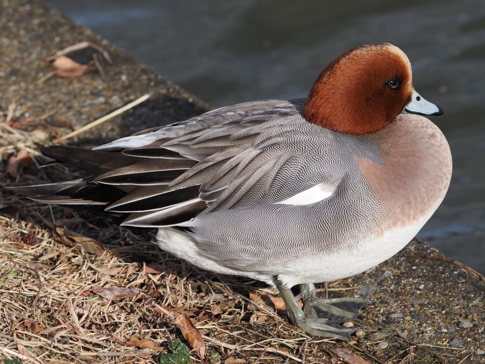 Photo of Eurasian Wigeon at Mizumoto Park by ぽぽぽ