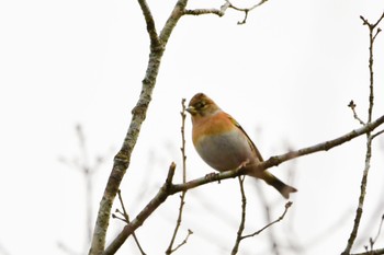 Brambling 三河湖園地 Wed, 1/3/2024