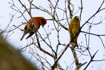 Red Crossbill 三河湖園地 Wed, 1/3/2024