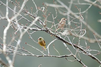 Grey-capped Greenfinch 三河湖園地 Wed, 1/3/2024