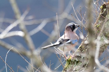 Eurasian Jay 三河湖園地 Wed, 1/3/2024