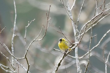 Eurasian Siskin 三河湖園地 Wed, 1/3/2024