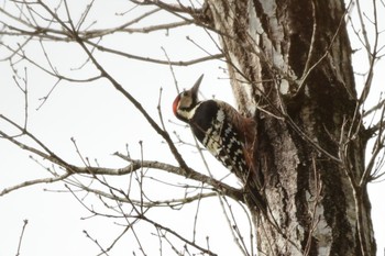 Great Spotted Woodpecker 三河湖園地 Wed, 1/3/2024