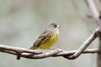 Masked Bunting 海上の森 Wed, 1/3/2024