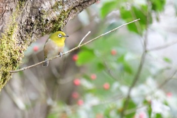 Warbling White-eye 海上の森 Wed, 1/3/2024