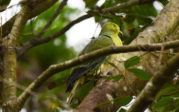 White-bellied Green Pigeon 海上の森 Wed, 1/3/2024