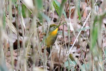 Red-billed Leiothrix 海上の森 Wed, 1/3/2024