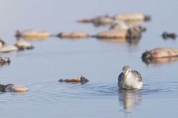 Long-billed Dowitcher Inashiki Sat, 12/30/2023