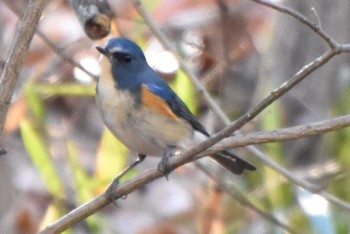 ルリビタキ 小宮公園(八王子) 2024年1月4日(木)