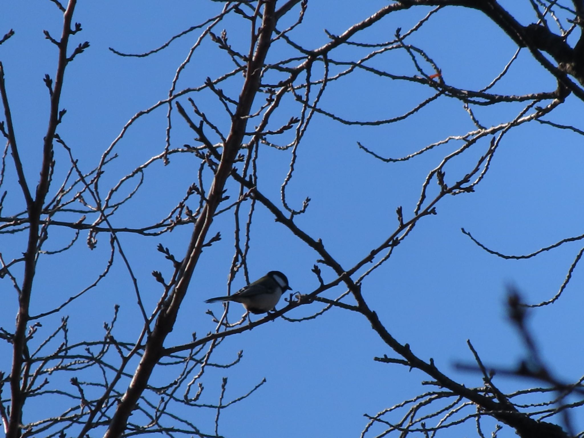 Japanese Tit