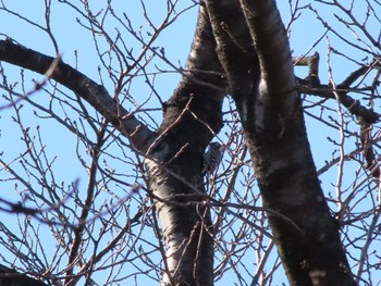 Japanese Pygmy Woodpecker ラブリバー親水公園うぬき Thu, 1/4/2024