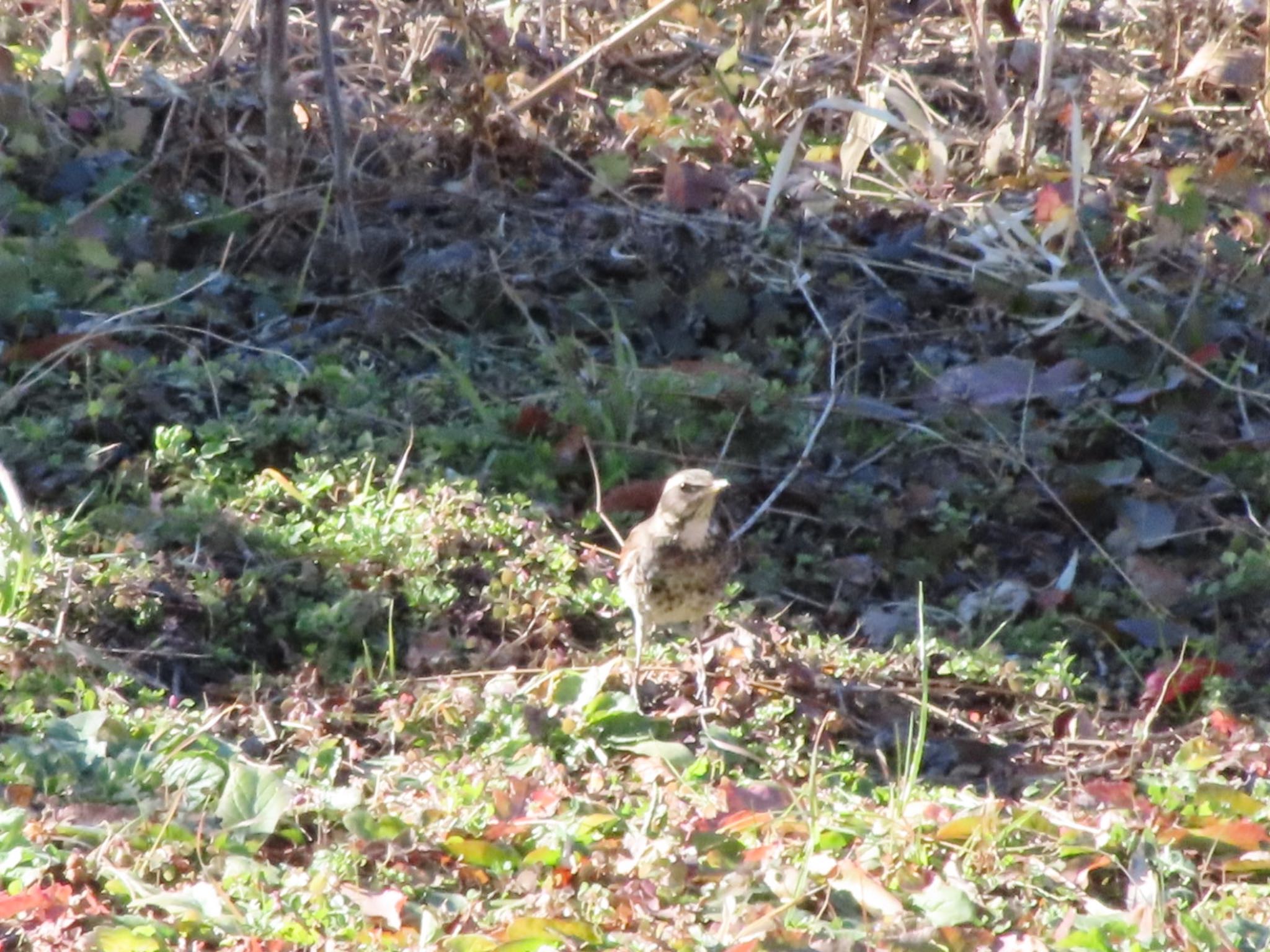 Dusky Thrush