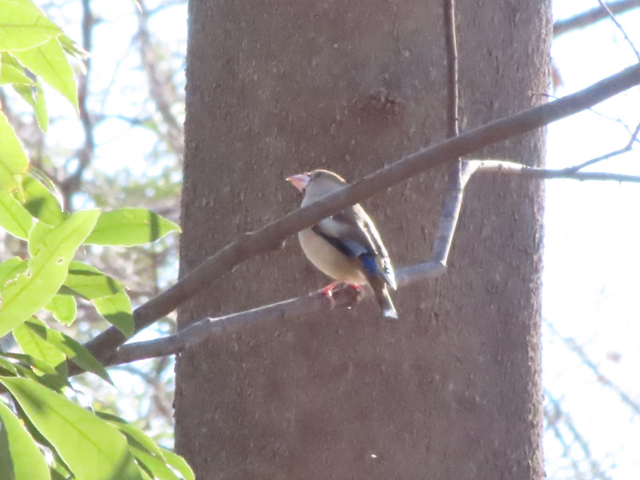 Photo of Hawfinch at ラブリバー親水公園うぬき by アカウント12456