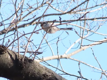 Long-tailed Tit ラブリバー親水公園うぬき Thu, 1/4/2024