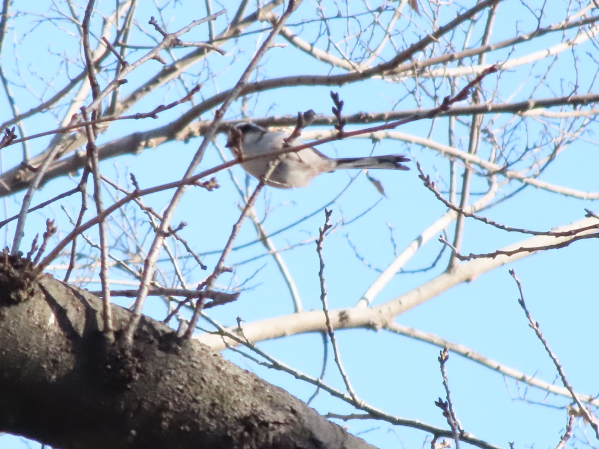 Long-tailed Tit