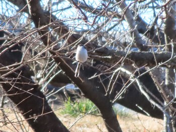 Long-tailed Tit ラブリバー親水公園うぬき Thu, 1/4/2024