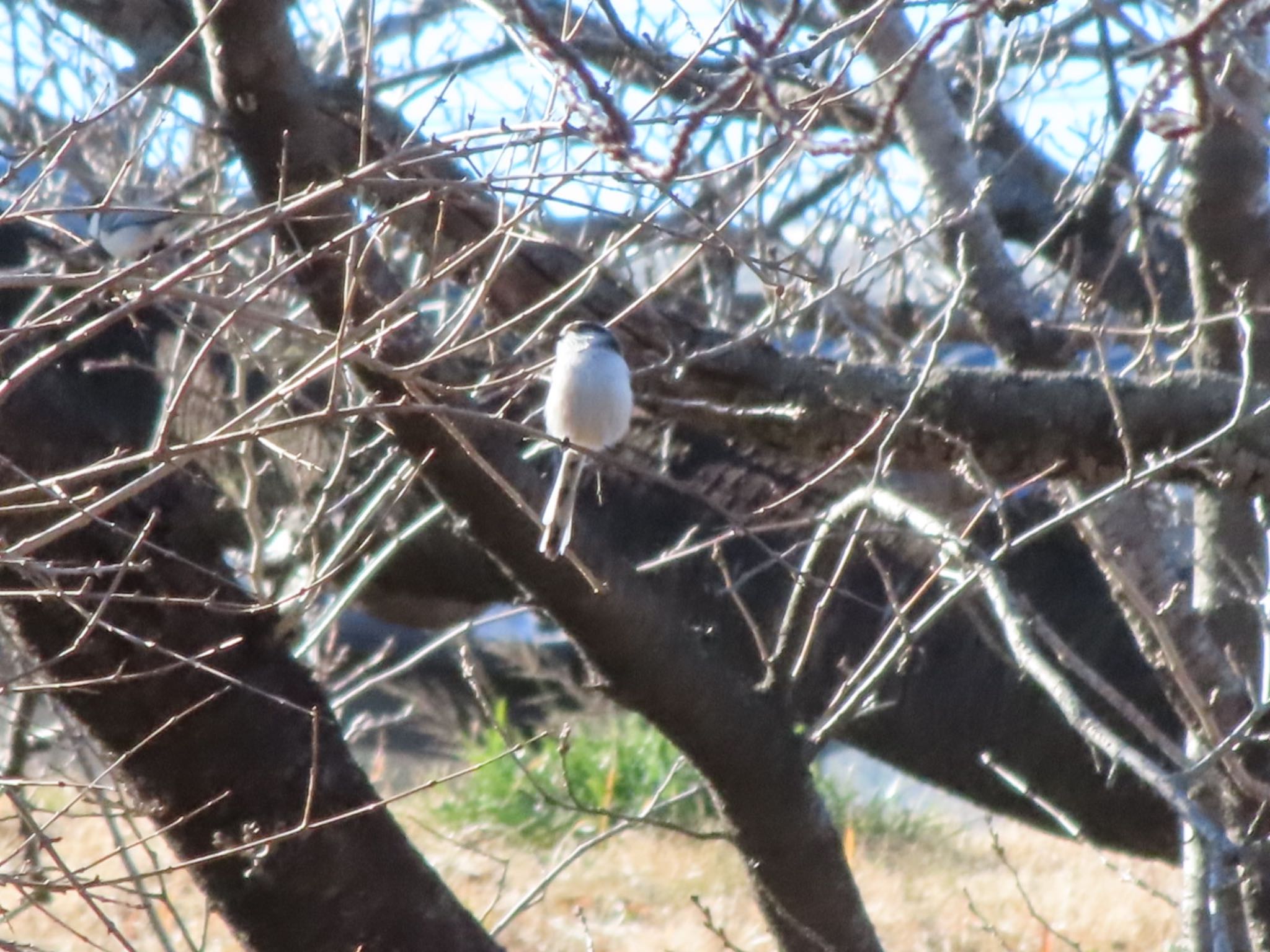 Long-tailed Tit