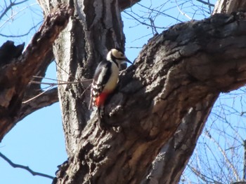 Great Spotted Woodpecker ラブリバー親水公園うぬき Thu, 1/4/2024