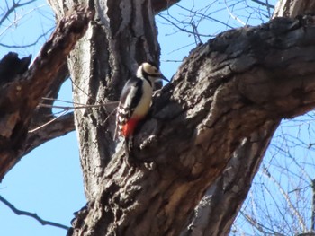 Thu, 1/4/2024 Birding report at ラブリバー親水公園うぬき