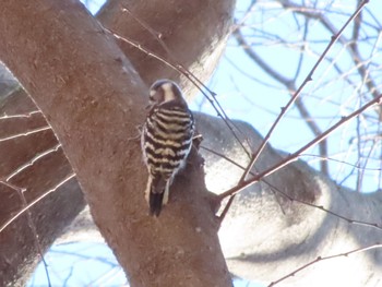 Great Spotted Woodpecker ラブリバー親水公園うぬき Thu, 1/4/2024