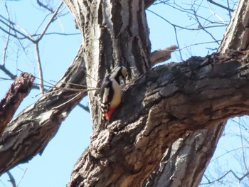 Great Spotted Woodpecker ラブリバー親水公園うぬき Thu, 1/4/2024