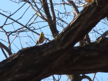 Warbling White-eye ラブリバー親水公園うぬき Thu, 1/4/2024