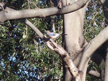 Eurasian Jay ラブリバー親水公園うぬき Thu, 1/4/2024