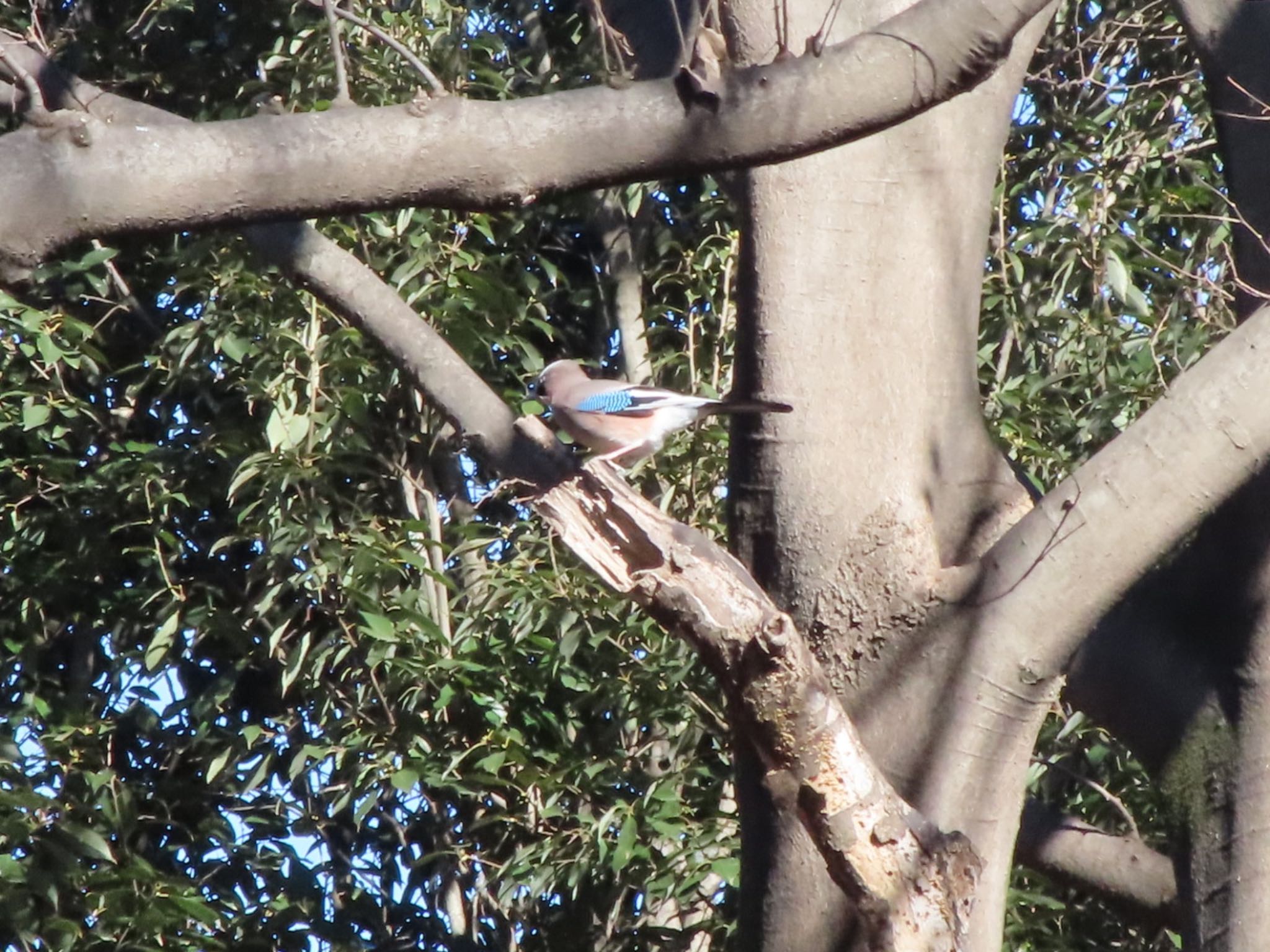 Eurasian Jay