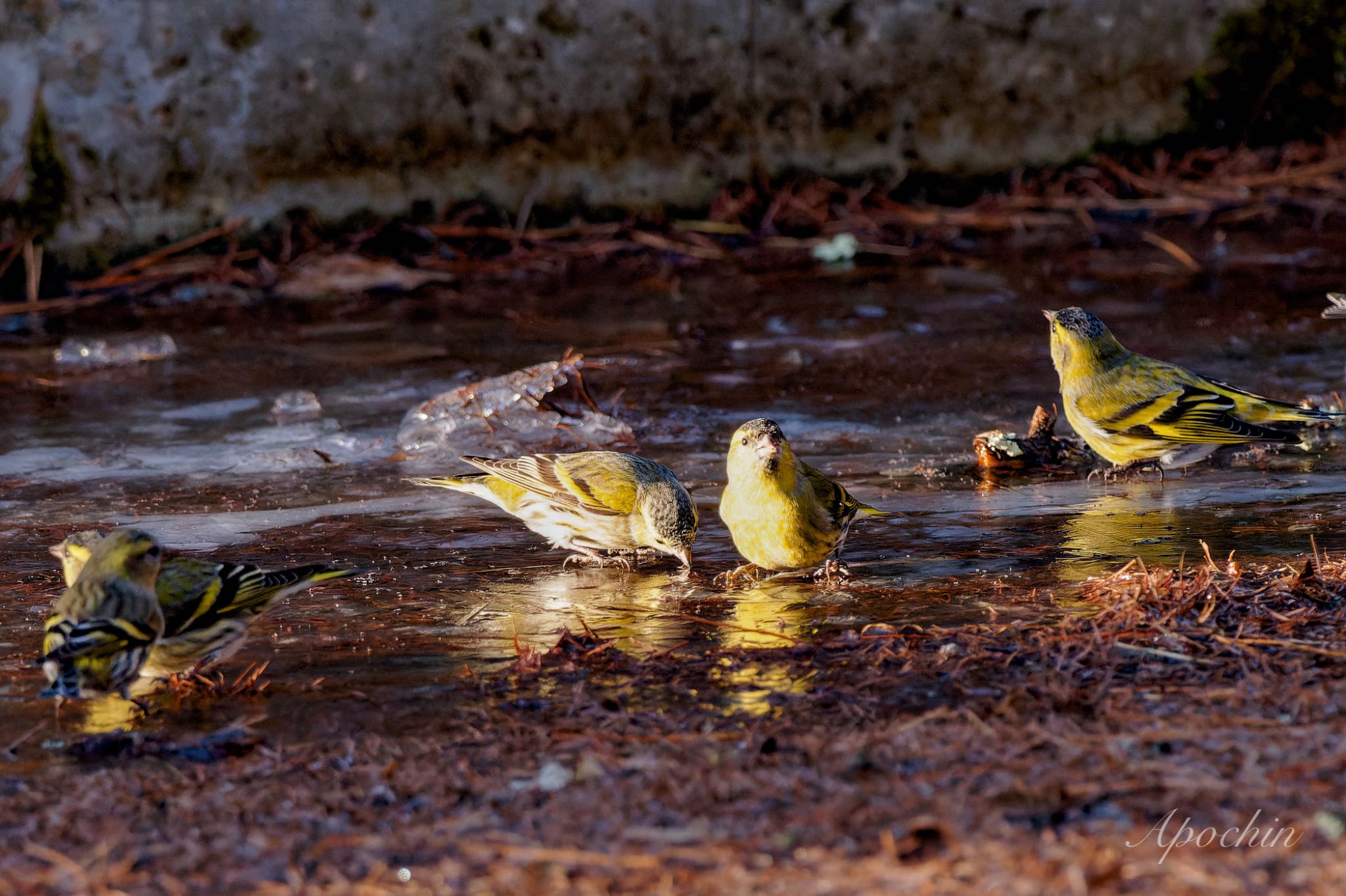 Photo of Eurasian Siskin at 創造の森(山梨県) by アポちん