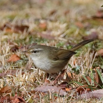 Japanese Bush Warbler 桃山御陵(京都) Thu, 1/4/2024