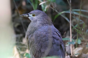 2024年1月4日(木) 水元公園の野鳥観察記録