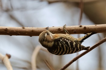 Japanese Pygmy Woodpecker Yatoyama Park Thu, 1/4/2024