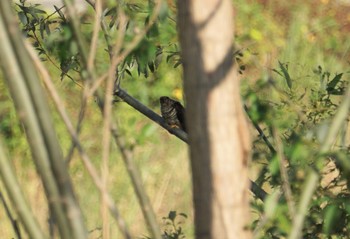 Oriental Cuckoo 猪名川公園 Mon, 10/29/2018