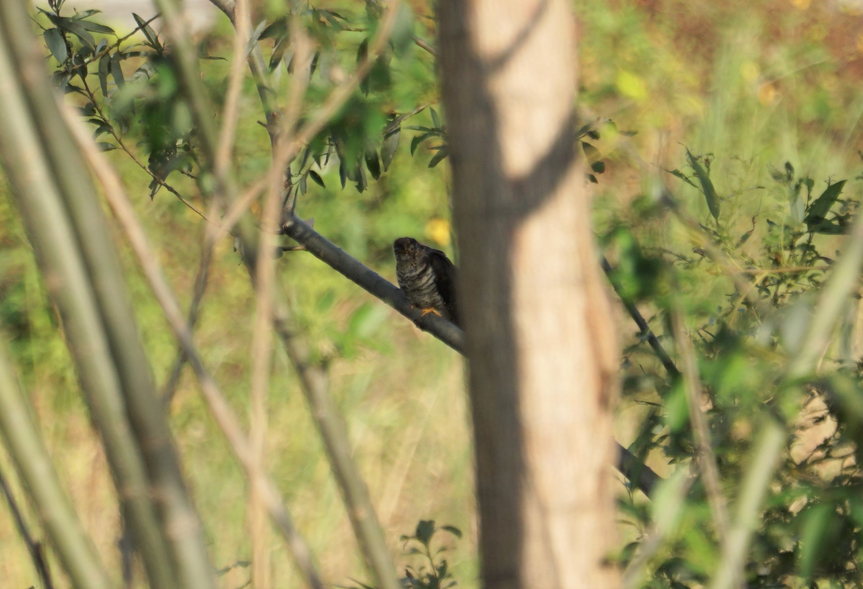 Photo of Oriental Cuckoo at 猪名川公園 by マル