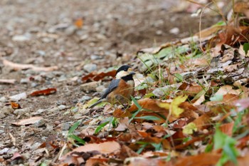 Varied Tit 横浜市 Wed, 1/3/2024