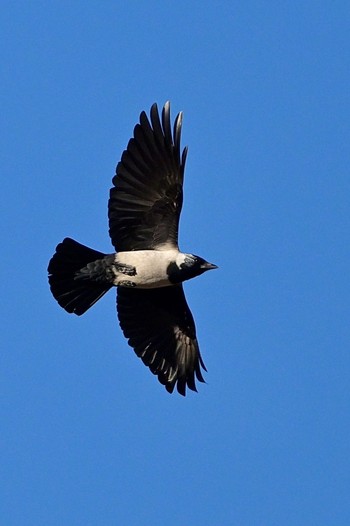 Daurian Jackdaw Unknown Spots Mon, 1/1/2024