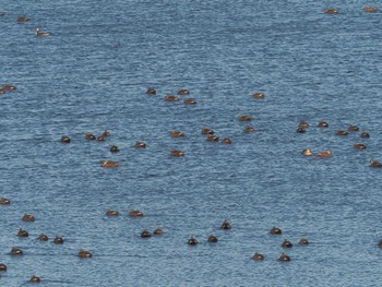 Eastern Spot-billed Duck 笠松みなと公園 Thu, 1/4/2024