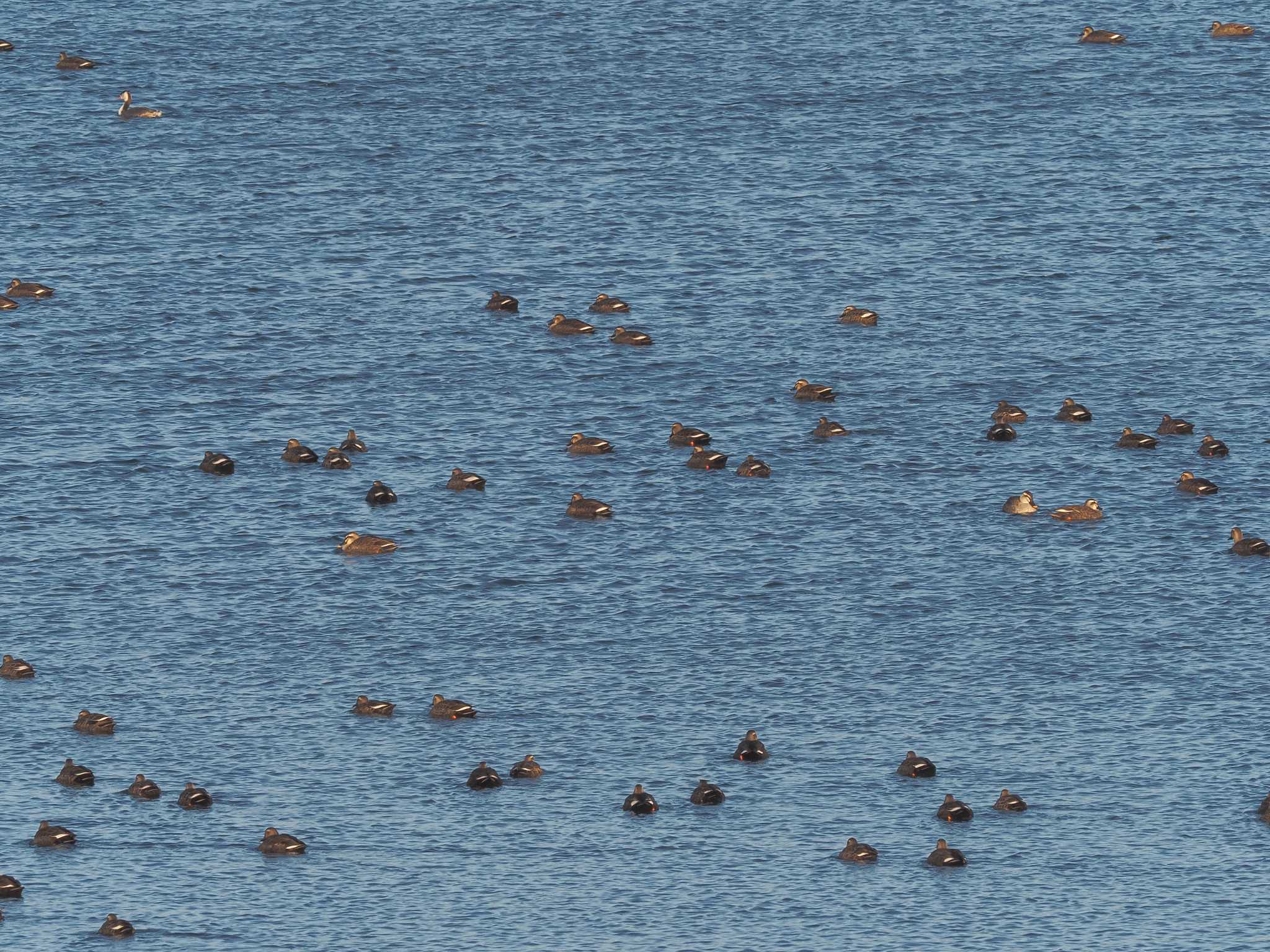 Eastern Spot-billed Duck