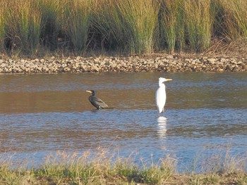 Great Cormorant 笠松みなと公園 Thu, 1/4/2024