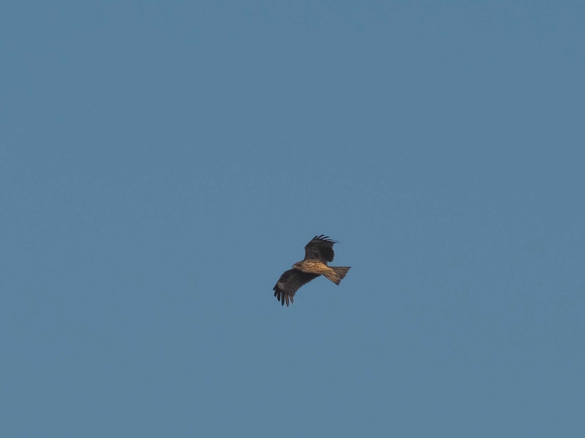 Photo of Black Kite at 笠松みなと公園 by MaNu猫