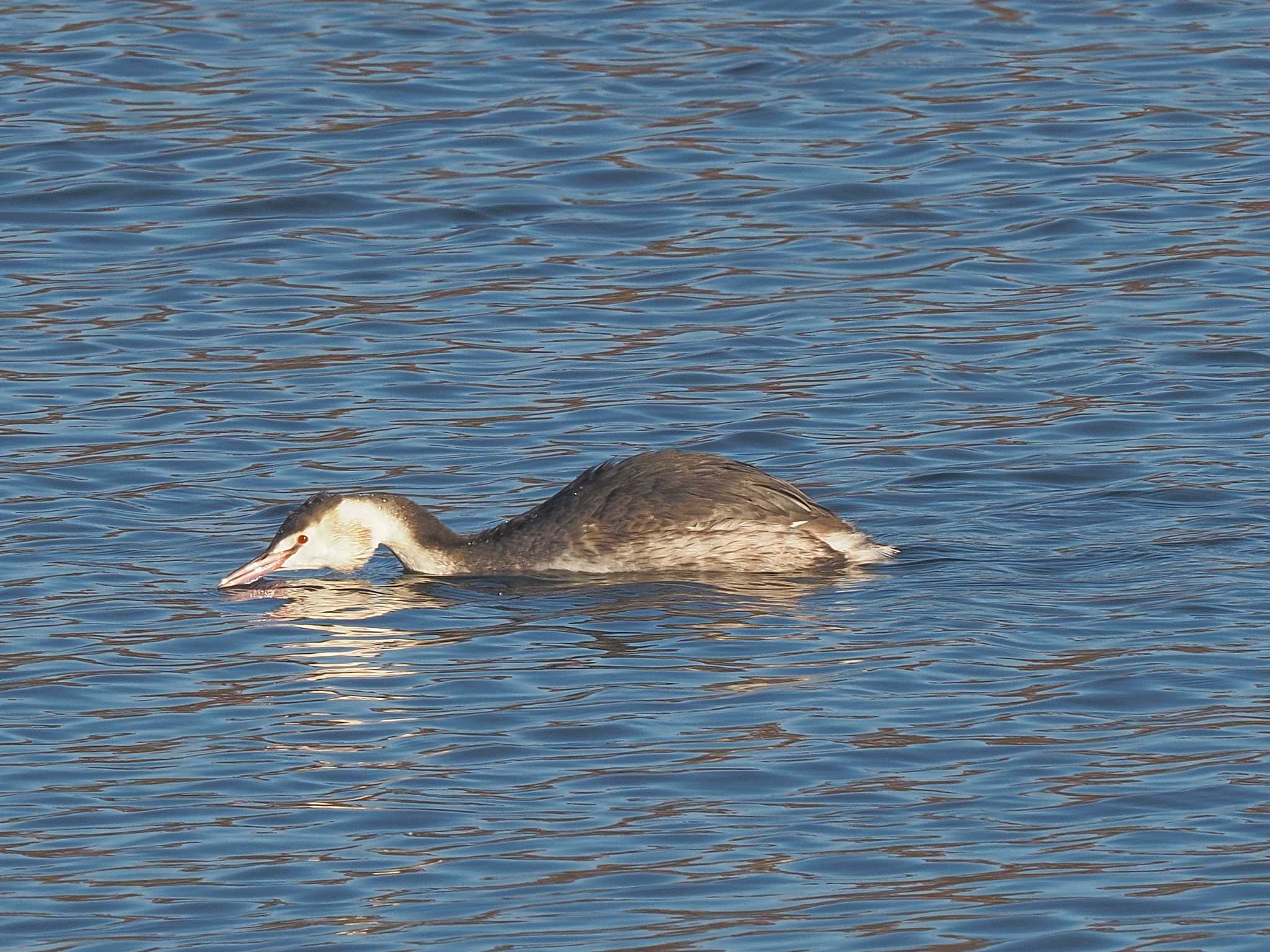 Great Crested Grebe