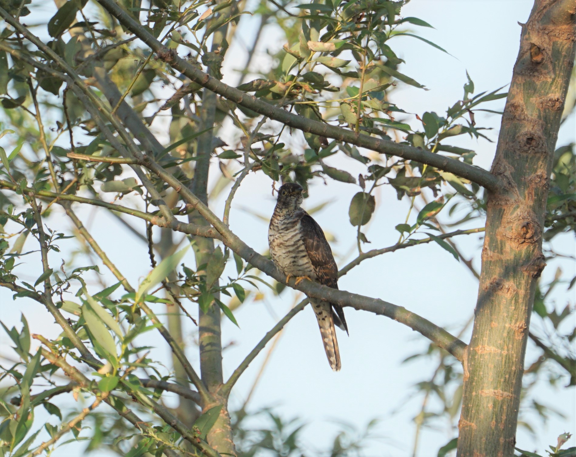 Photo of Oriental Cuckoo at 猪名川公園 by マル