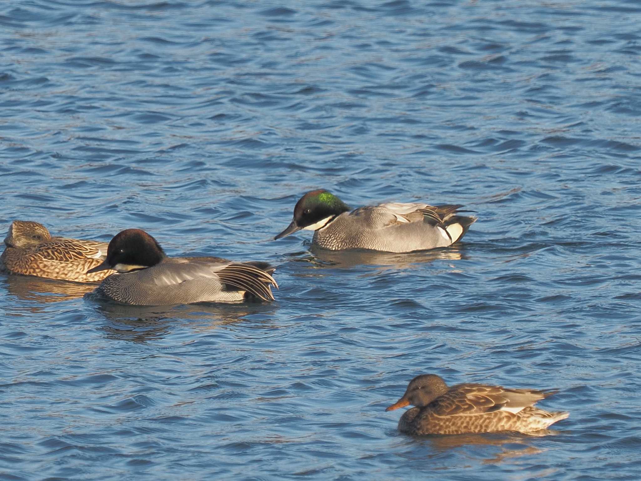 Falcated Duck